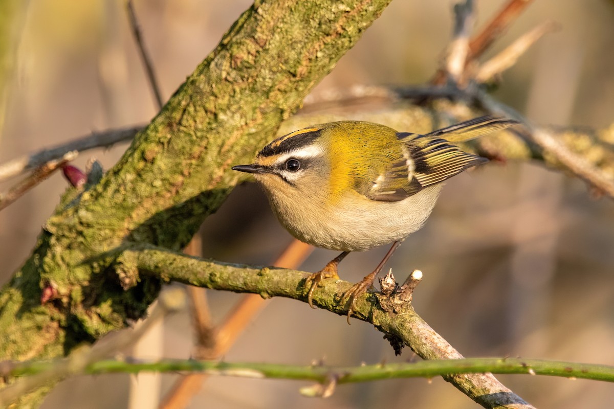 Common Firecrest - ML406050511