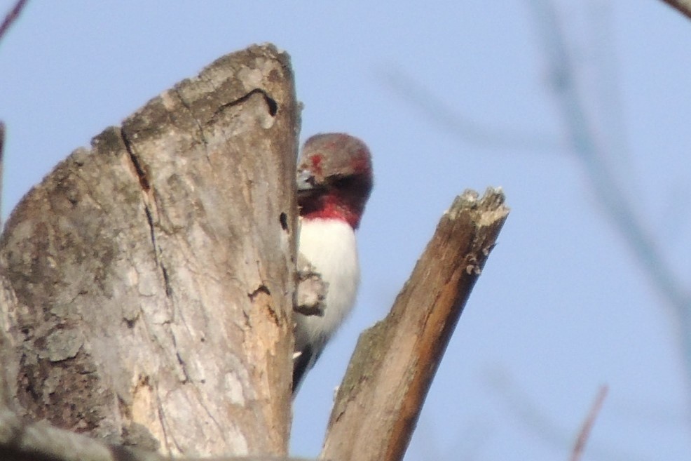 Red-headed Woodpecker - ML406050641