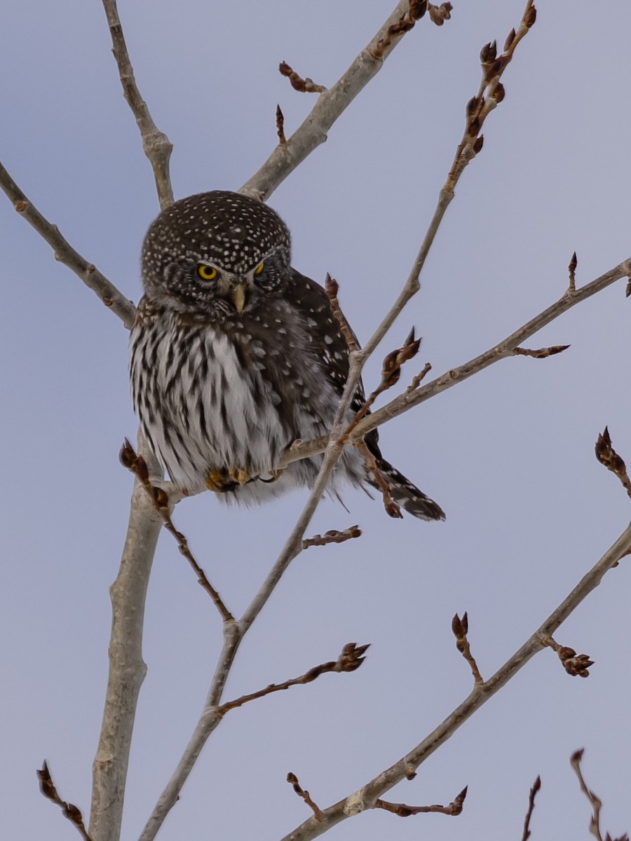 Northern Pygmy-Owl - Dan Ellison
