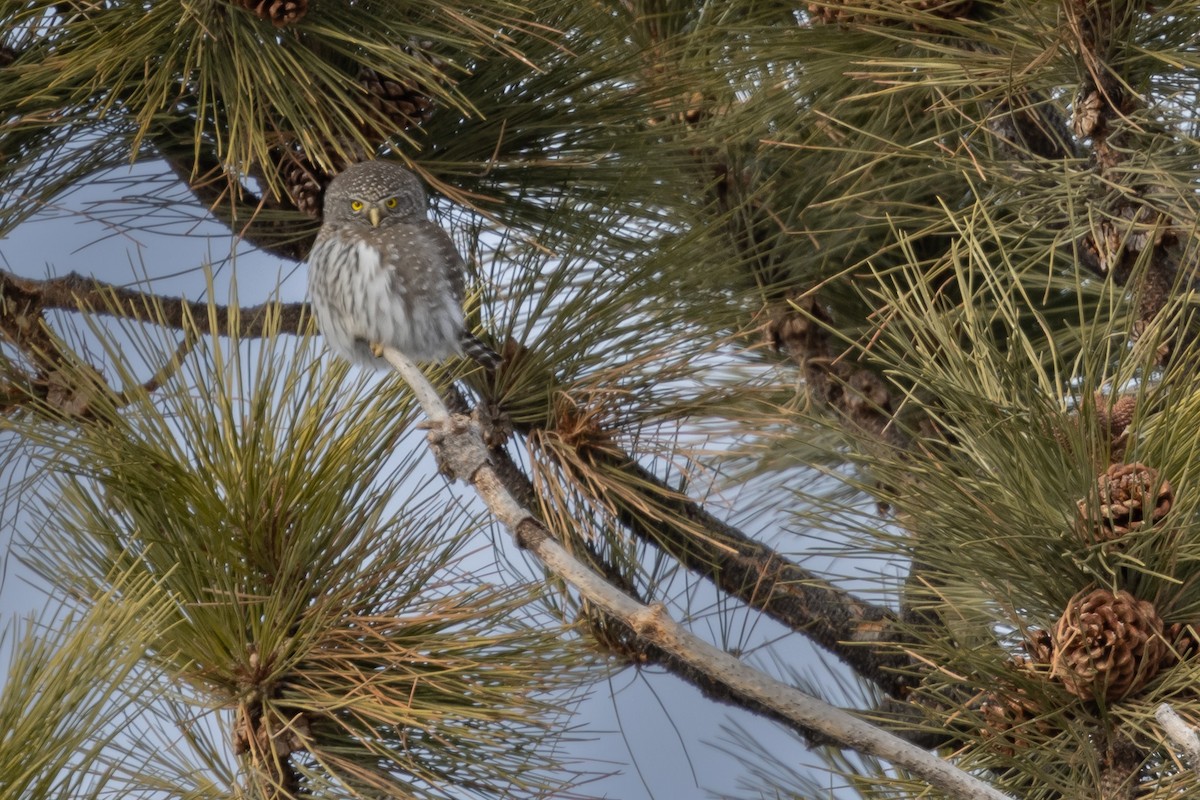 Northern Pygmy-Owl - ML406051831
