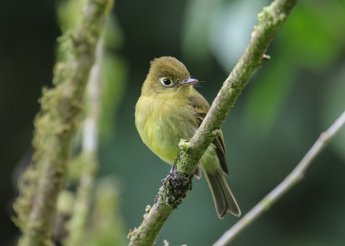 Yellowish Flycatcher - ML406051861