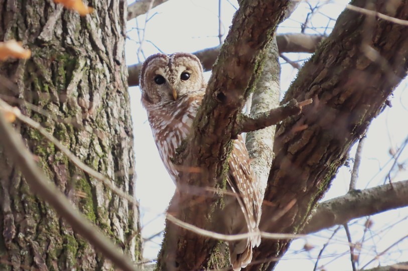 Barred Owl - ML406056271