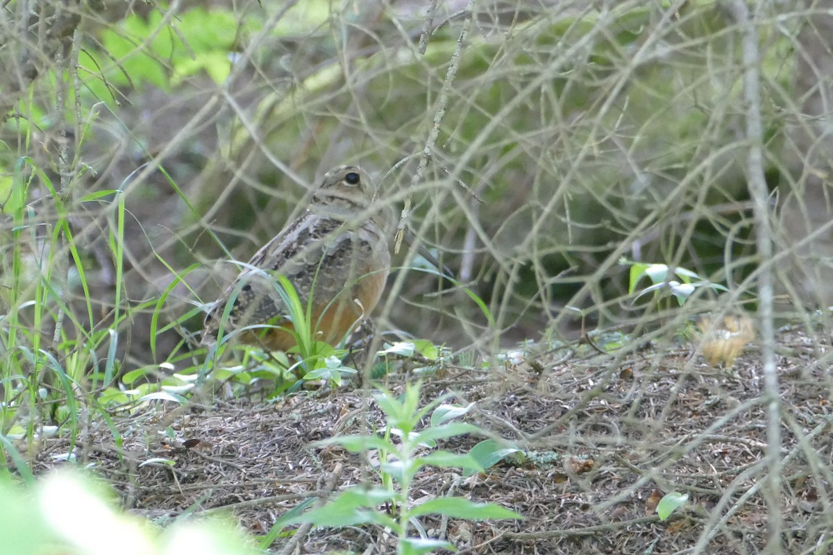 アメリカヤマシギ - ML406057041