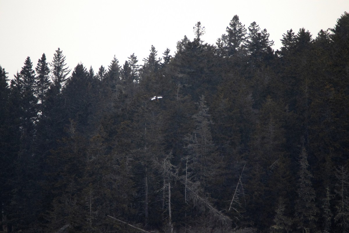 Steller's Sea-Eagle - ML406057851