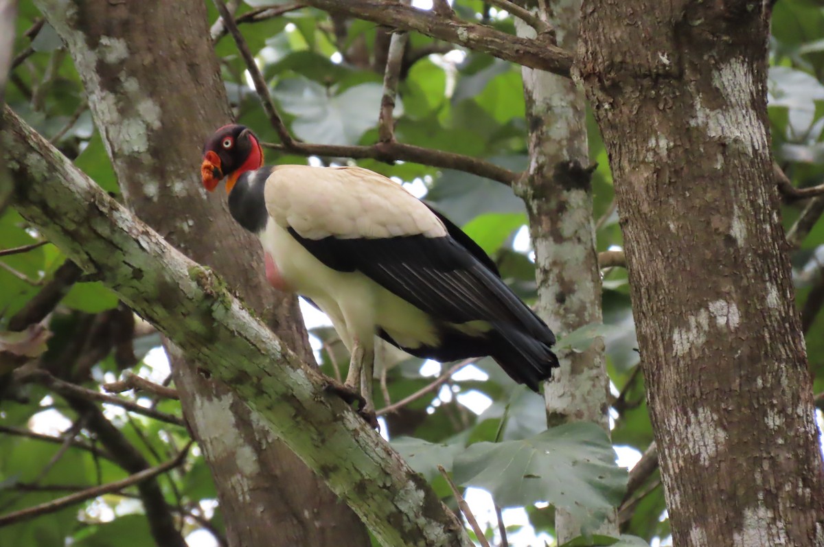 King Vulture - ML406058081