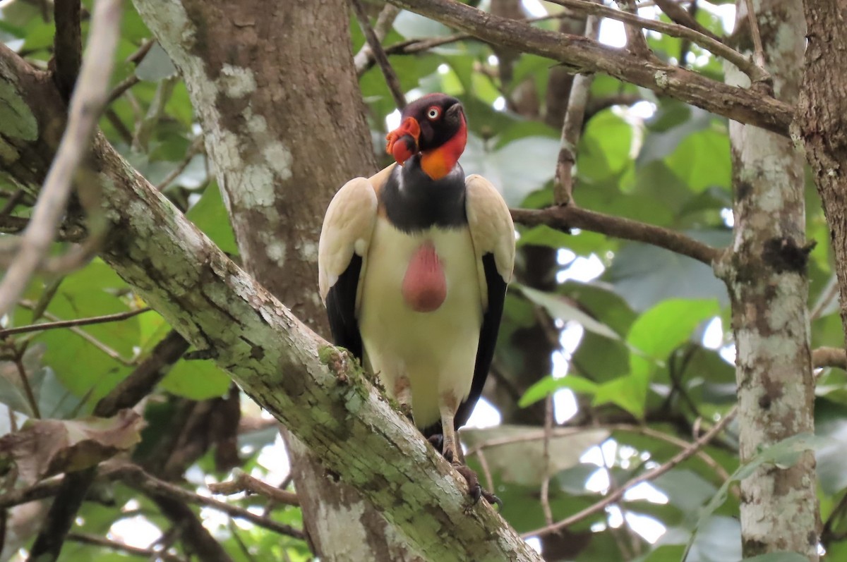 King Vulture - judy parrot-willis