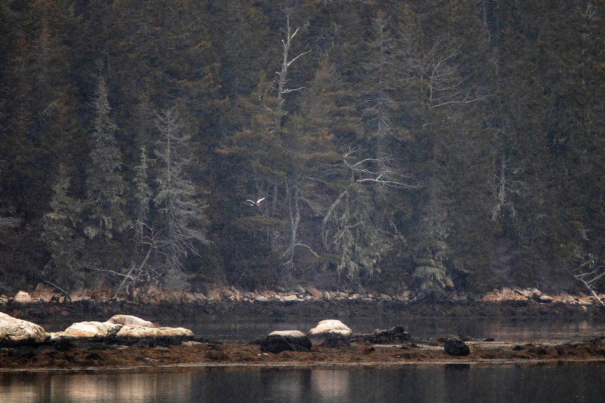 Steller's Sea-Eagle - ML406058891