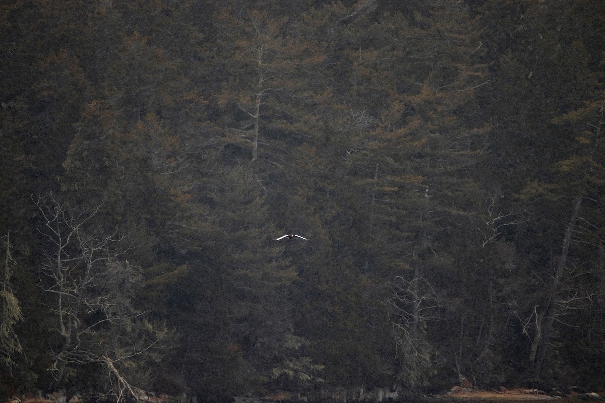 Steller's Sea-Eagle - Alicia MacLeay