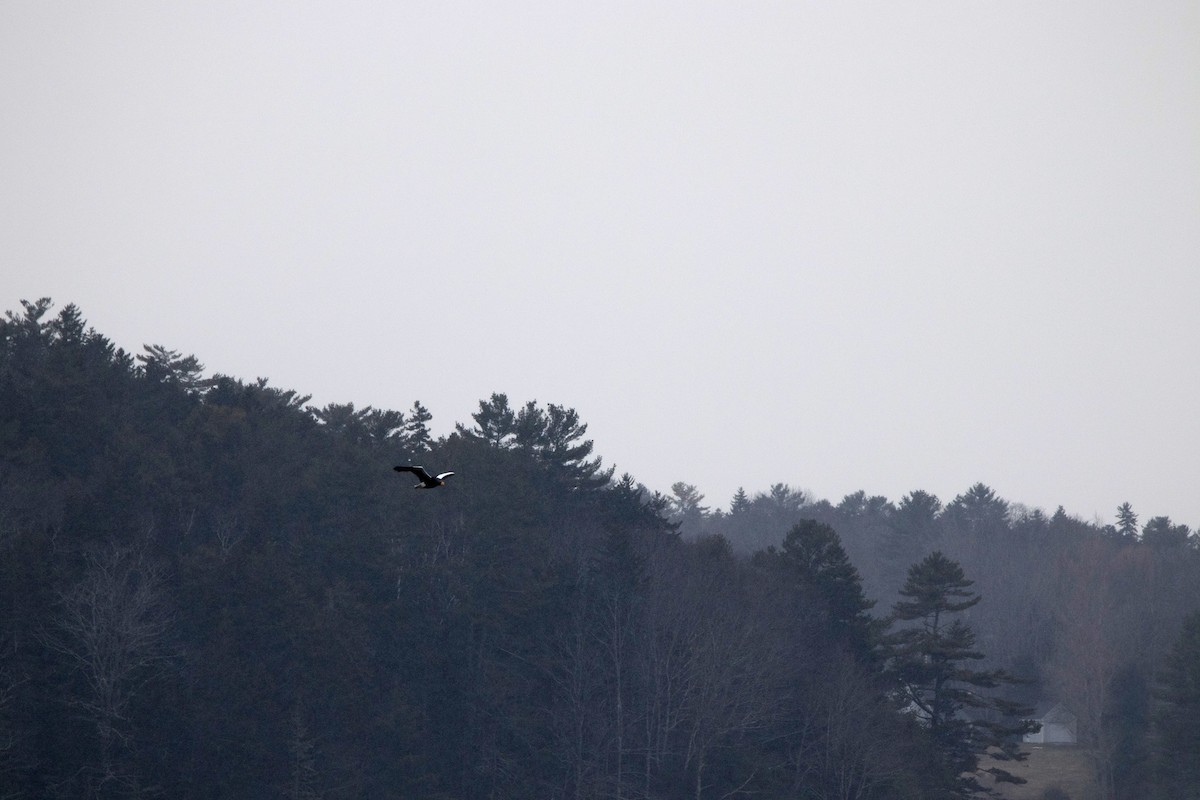 Steller's Sea-Eagle - ML406060971