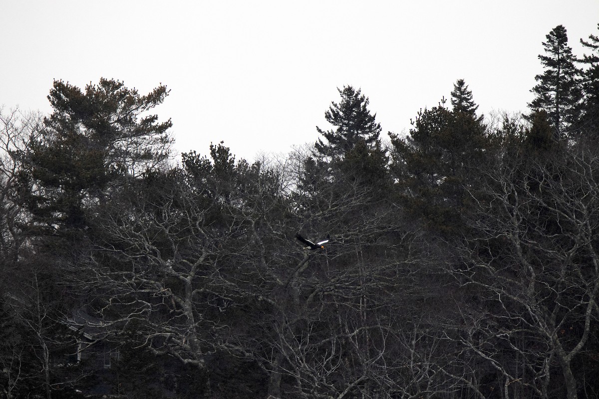 Steller's Sea-Eagle - ML406061821