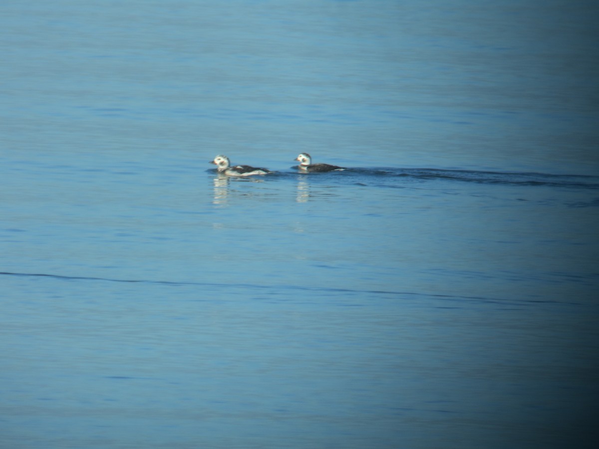 Long-tailed Duck - ML40606231