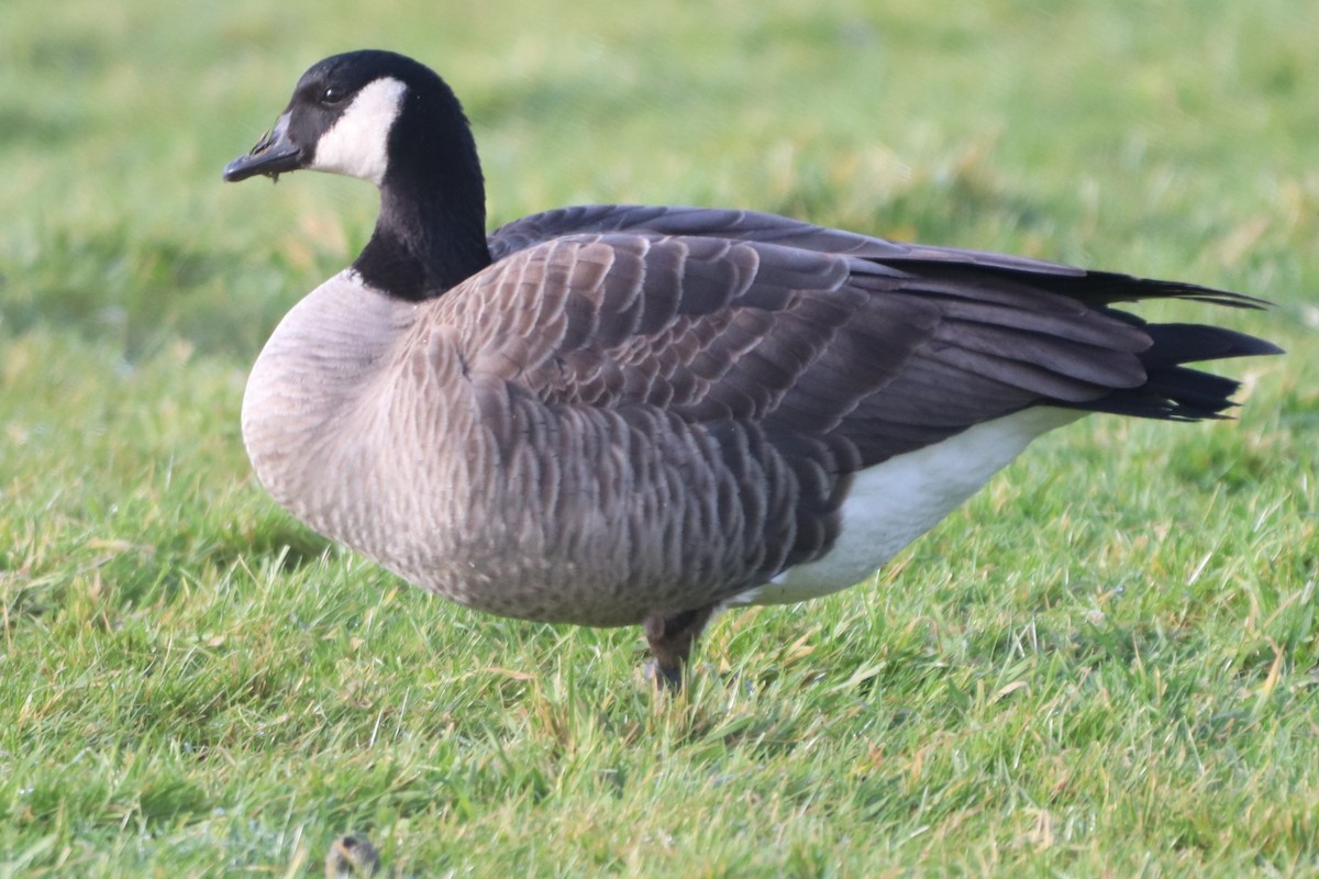 Canada Goose - ML406063711