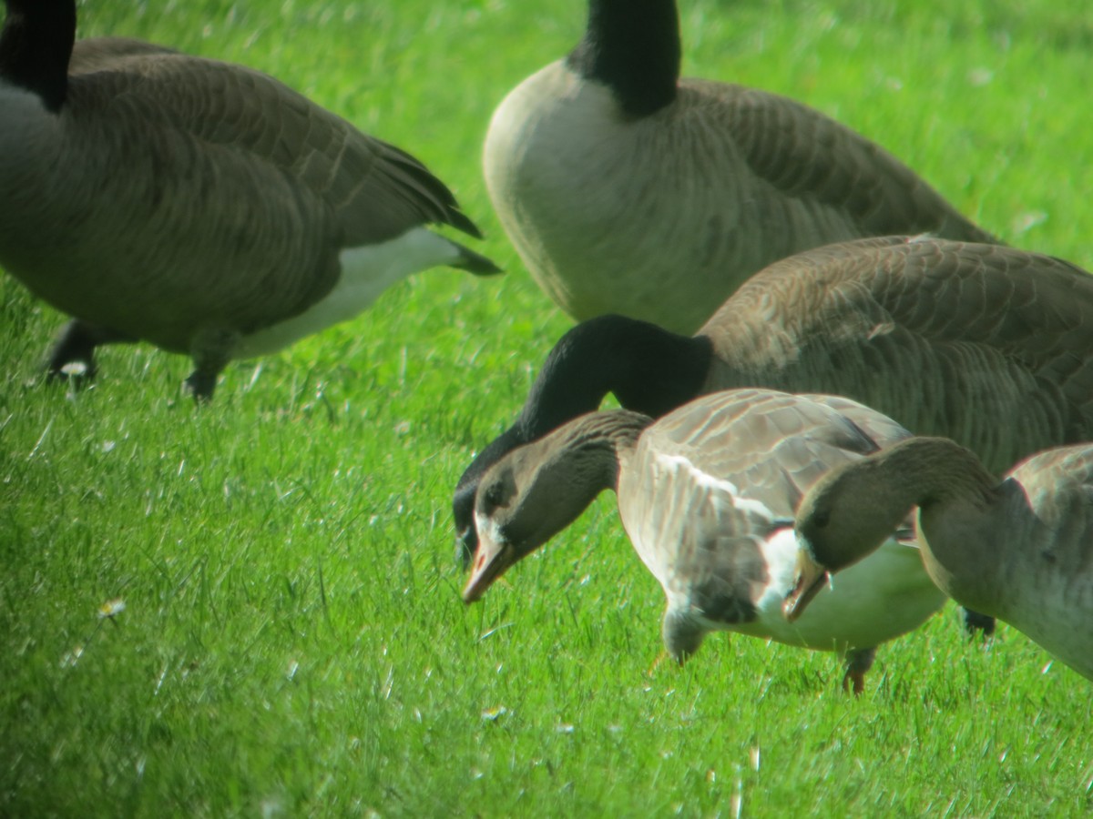 Greater White-fronted Goose - ML40606401