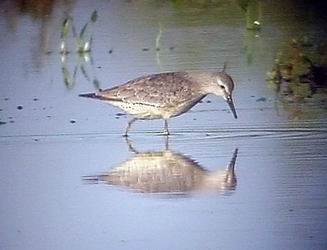 Red Knot - ML406066571