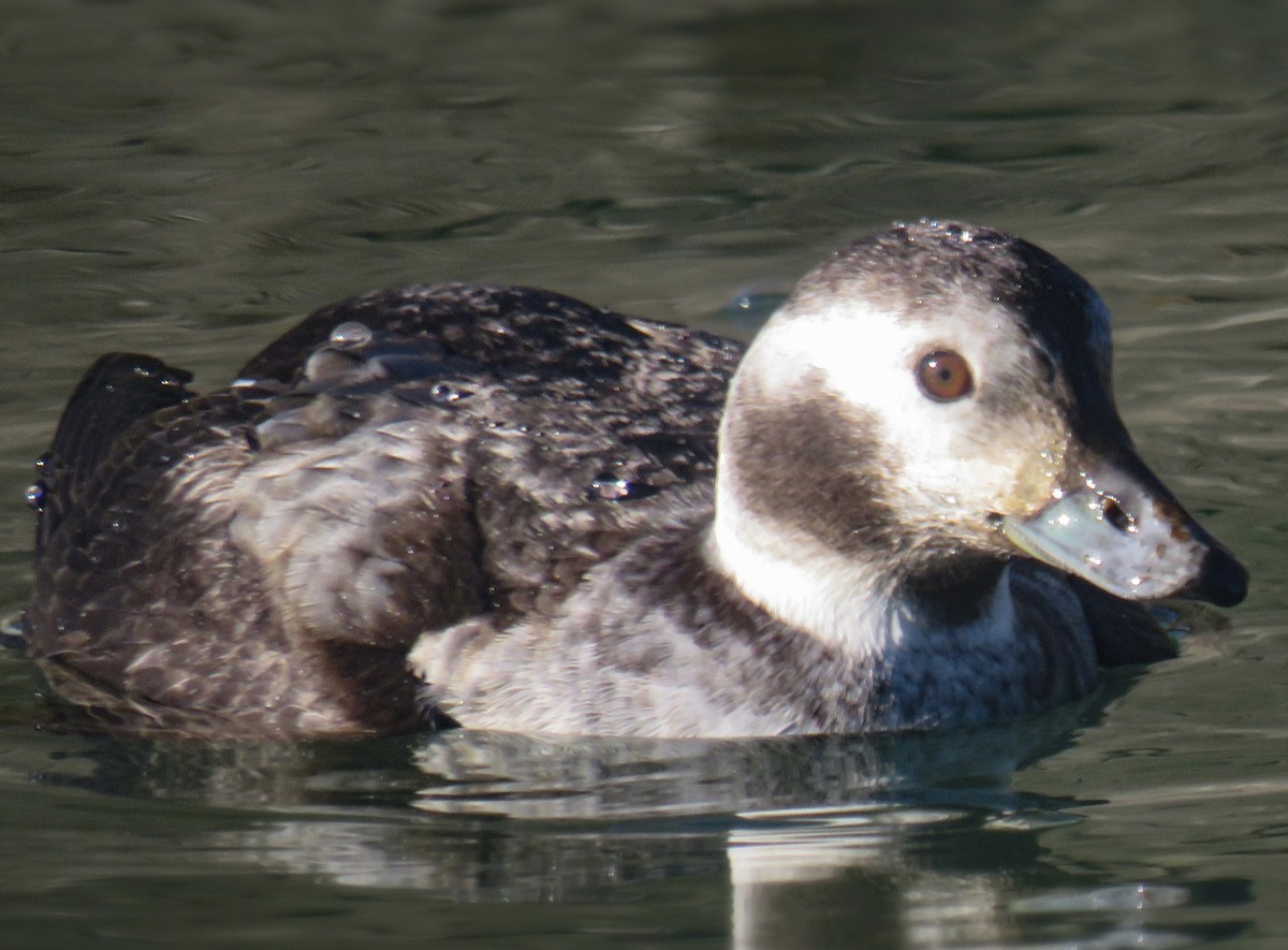 Long-tailed Duck - ML406067931