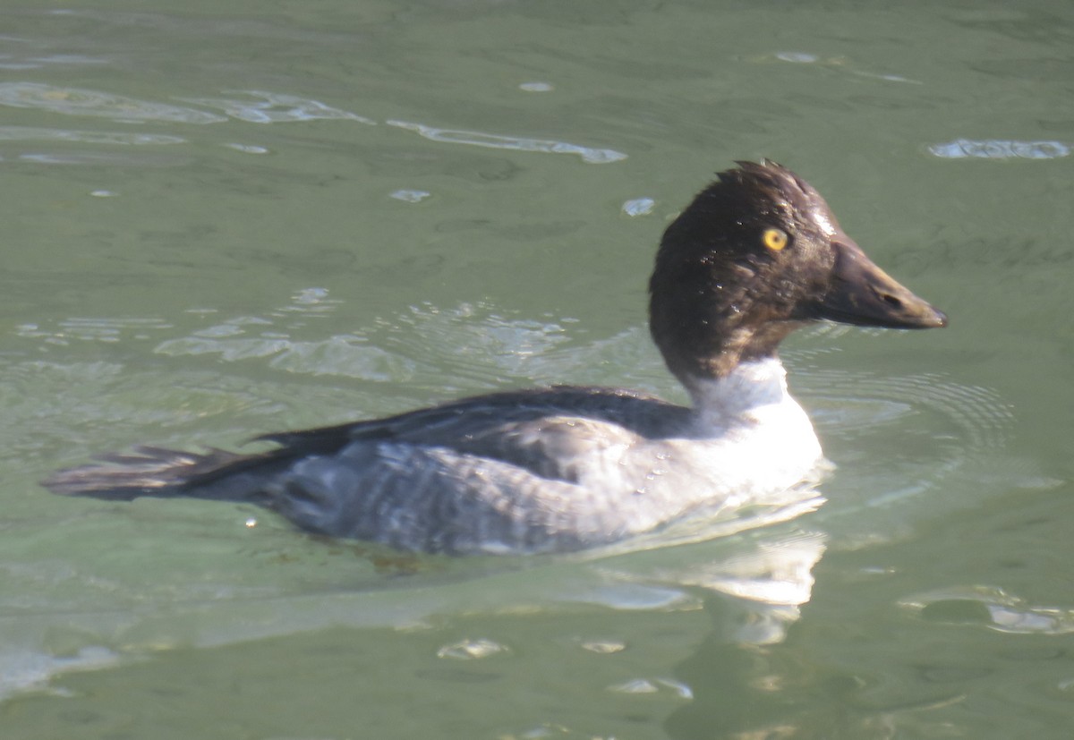 Common Goldeneye - ML406068221