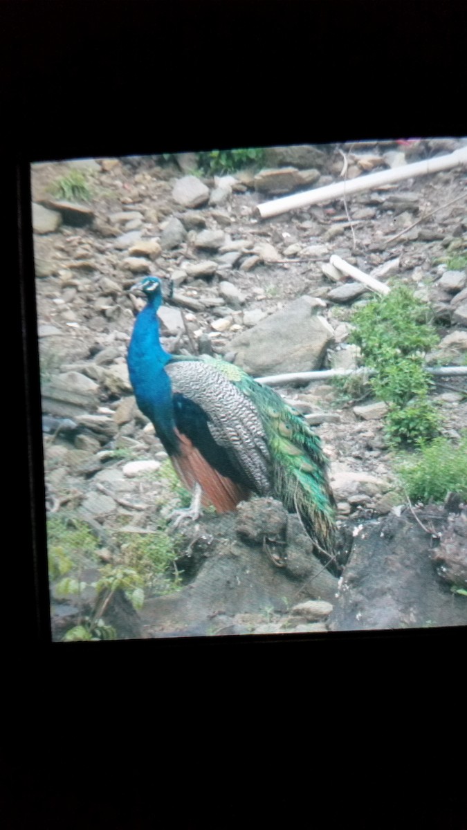 Indian Peafowl - Becky Turley