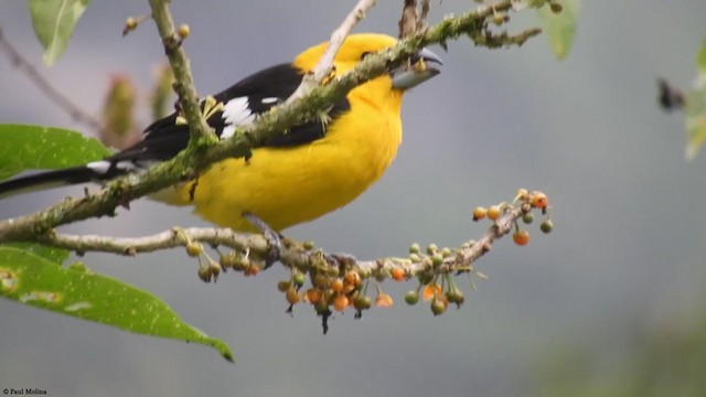 Golden Grosbeak - ML406071191