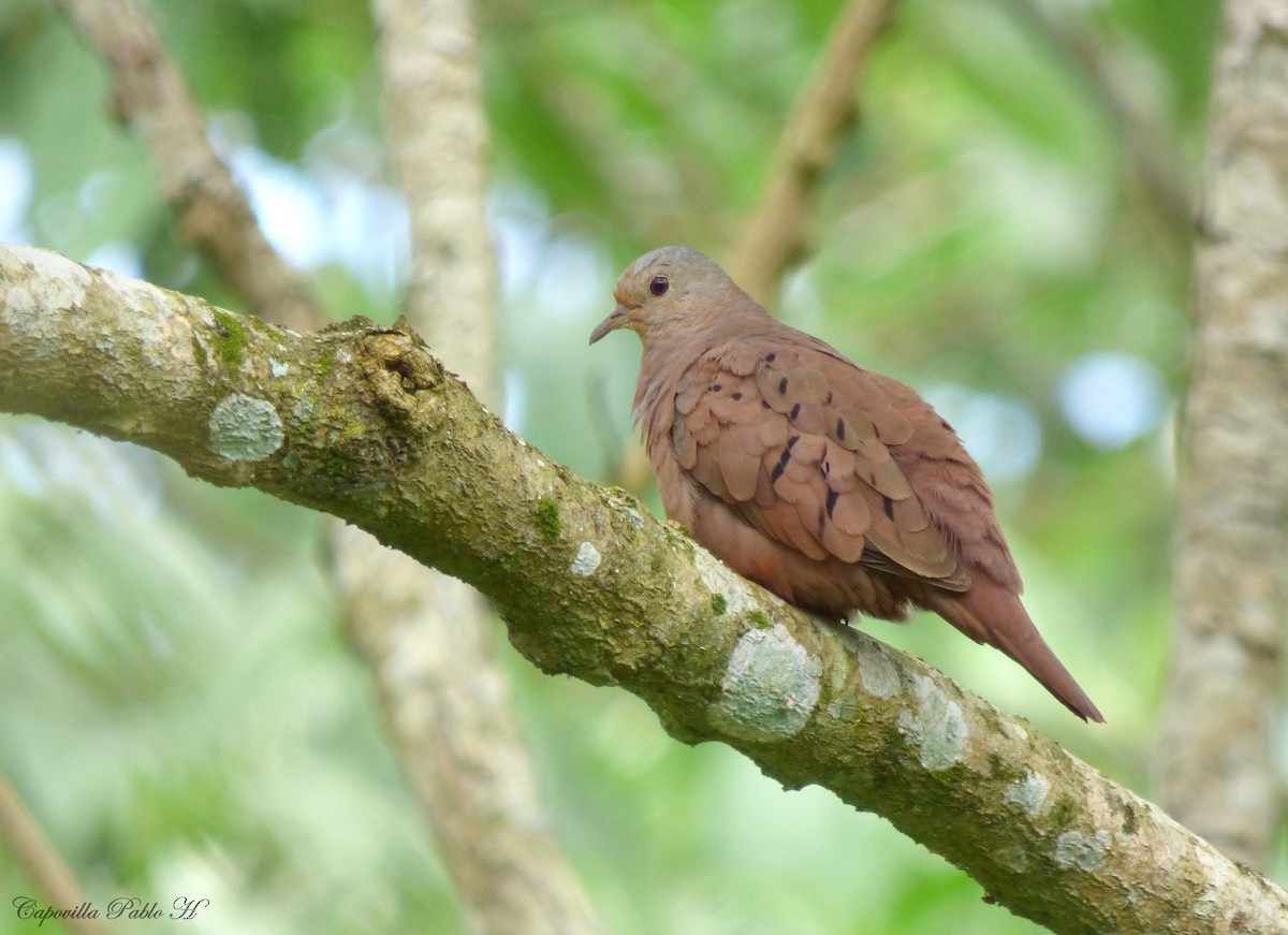 Ruddy Ground Dove - Pablo Hernan Capovilla