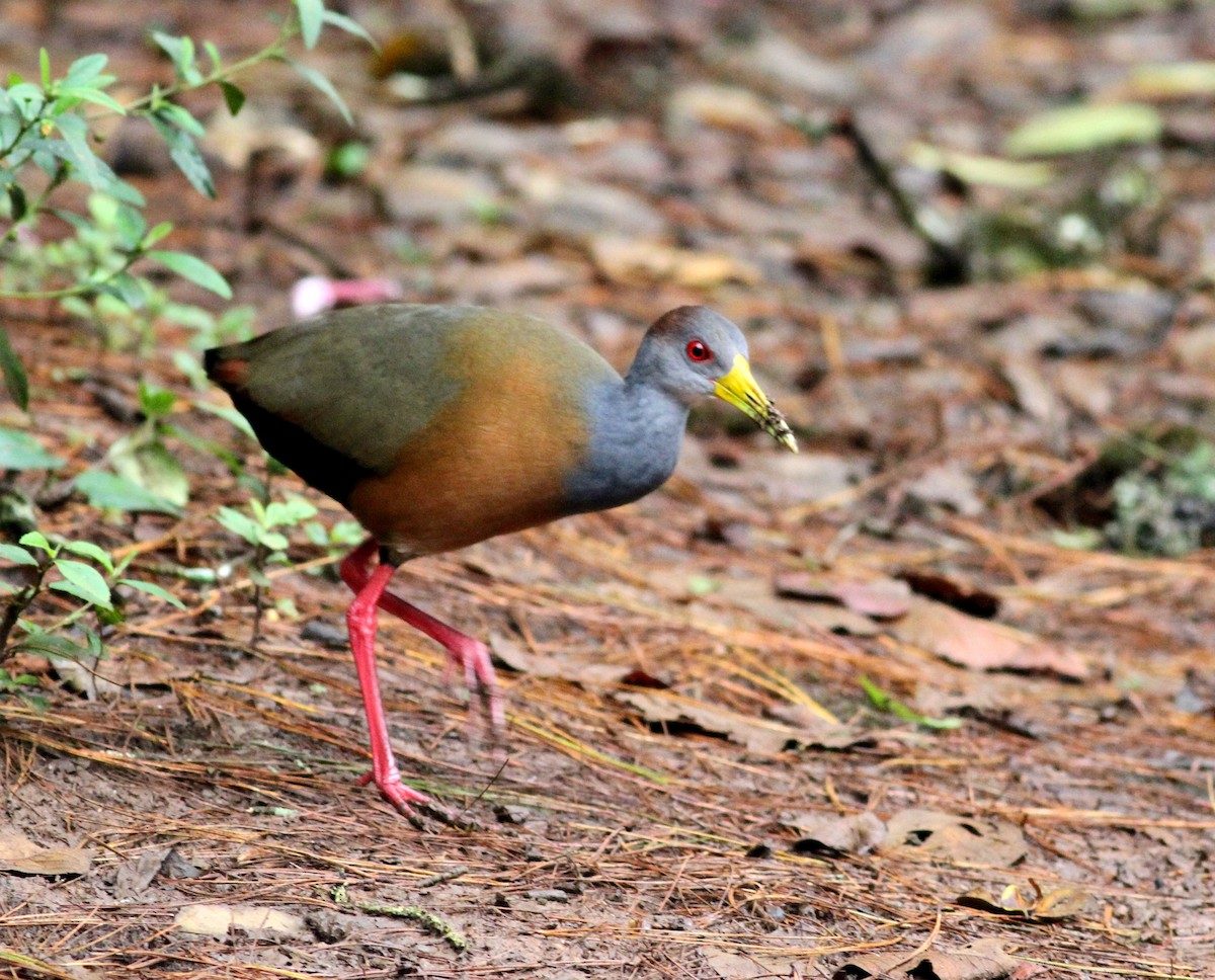 Russet-naped Wood-Rail - Georges Duriaux