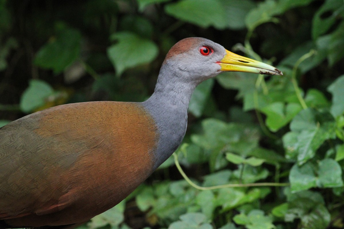 Russet-naped Wood-Rail - Georges Duriaux