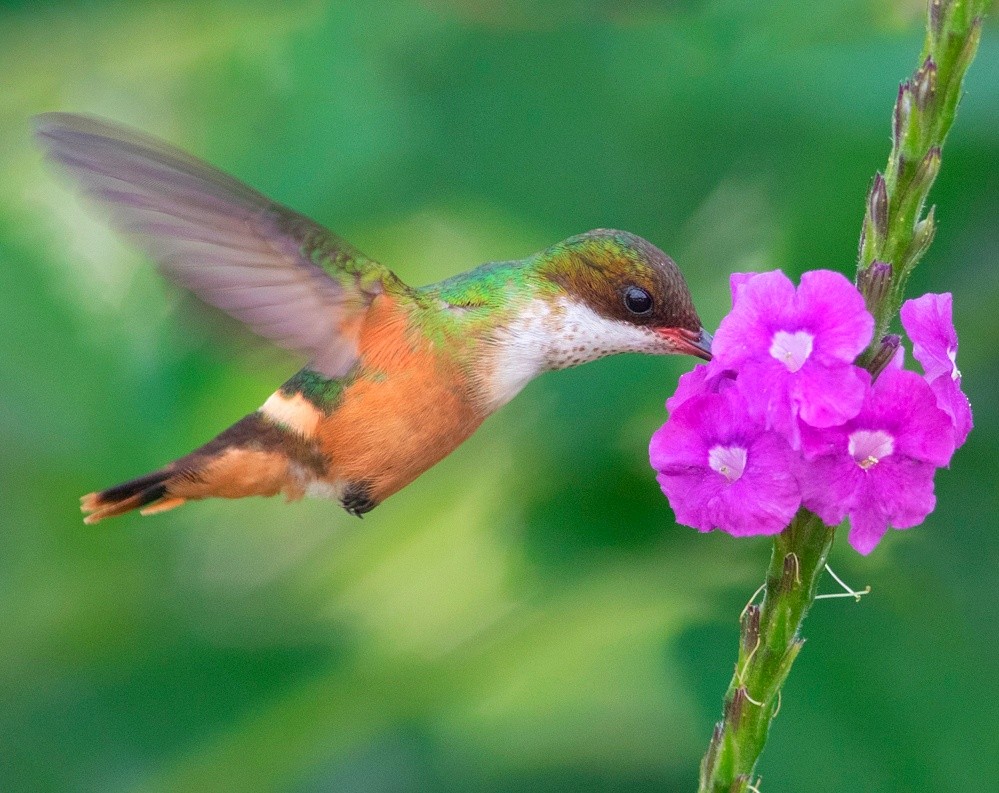 White-crested Coquette - ML406074111