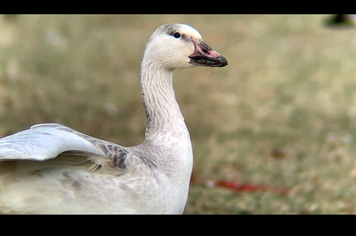 Snow Goose - ML406074141