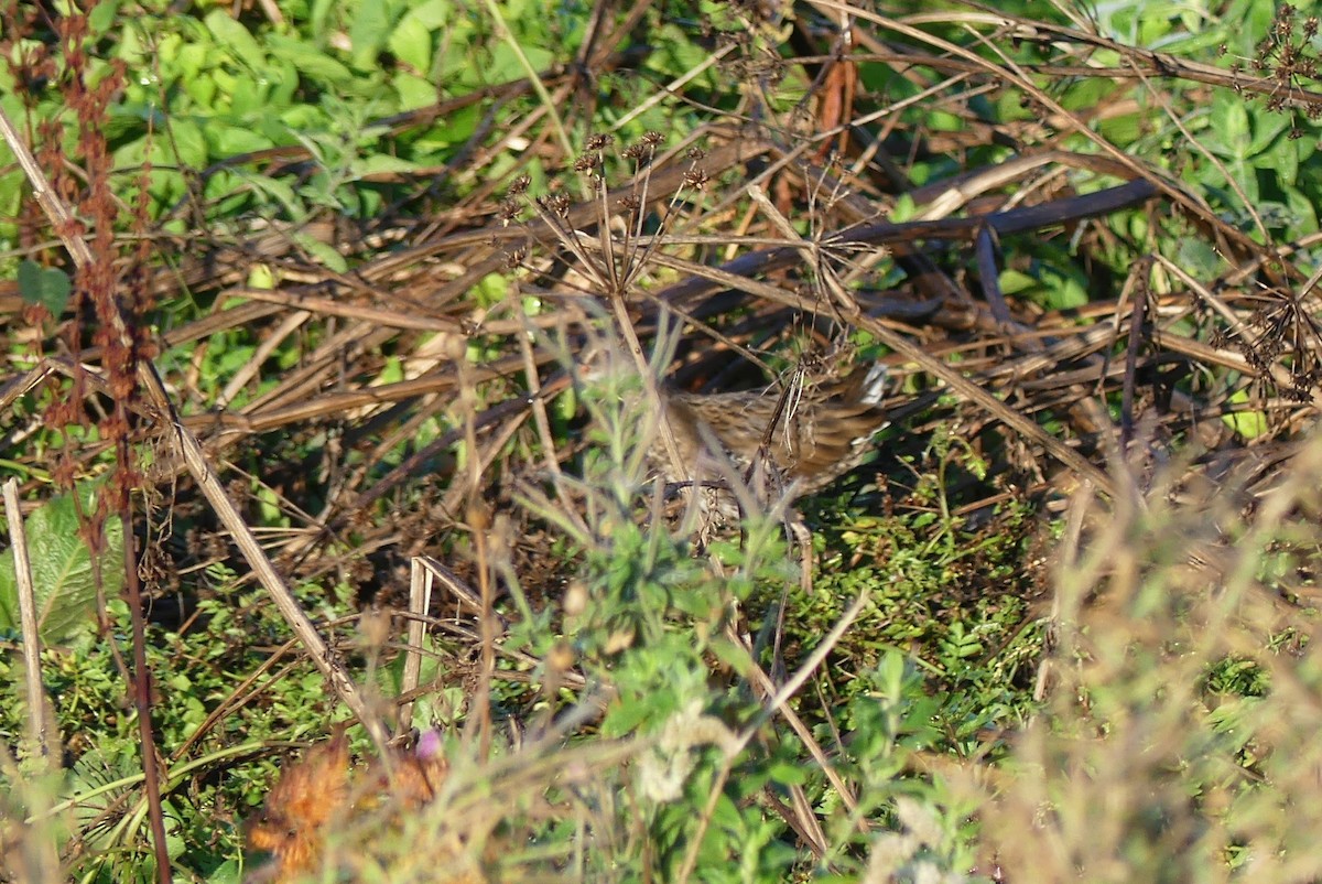 Water Rail - Toby Phelps