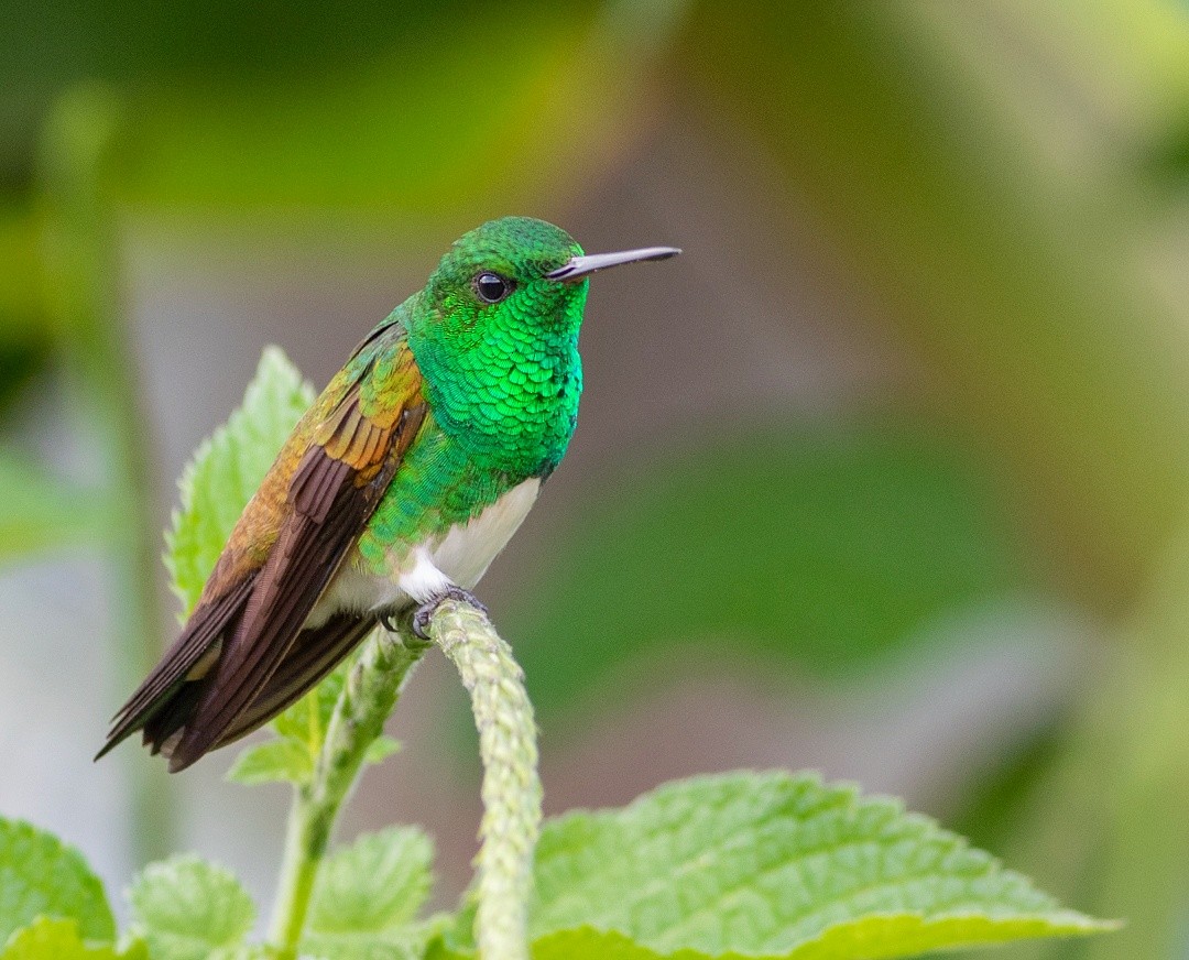 Snowy-bellied Hummingbird - ML406074381