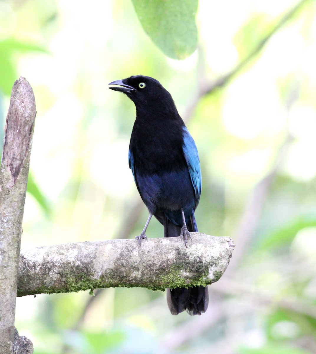 Bushy-crested Jay - ML40607541