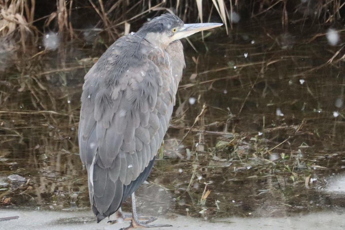 Great Blue Heron - ML406075771