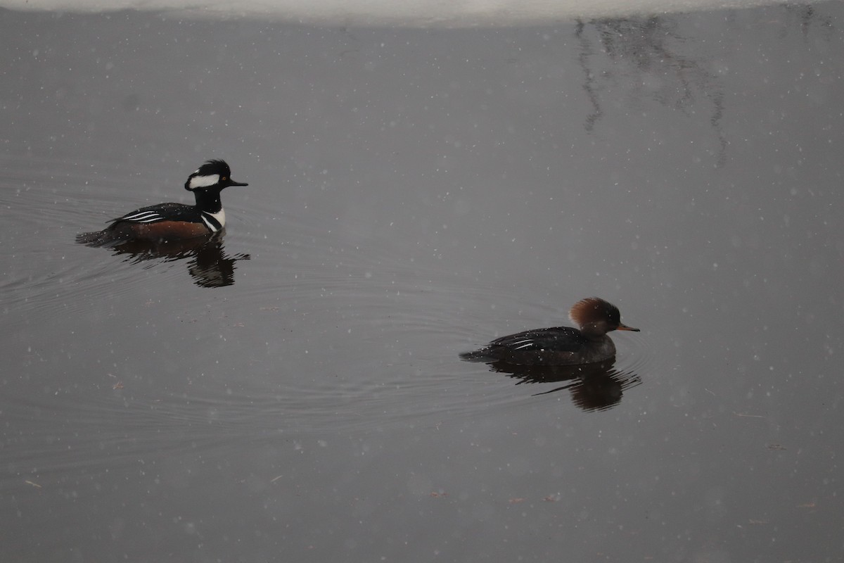 Hooded Merganser - ML406076401