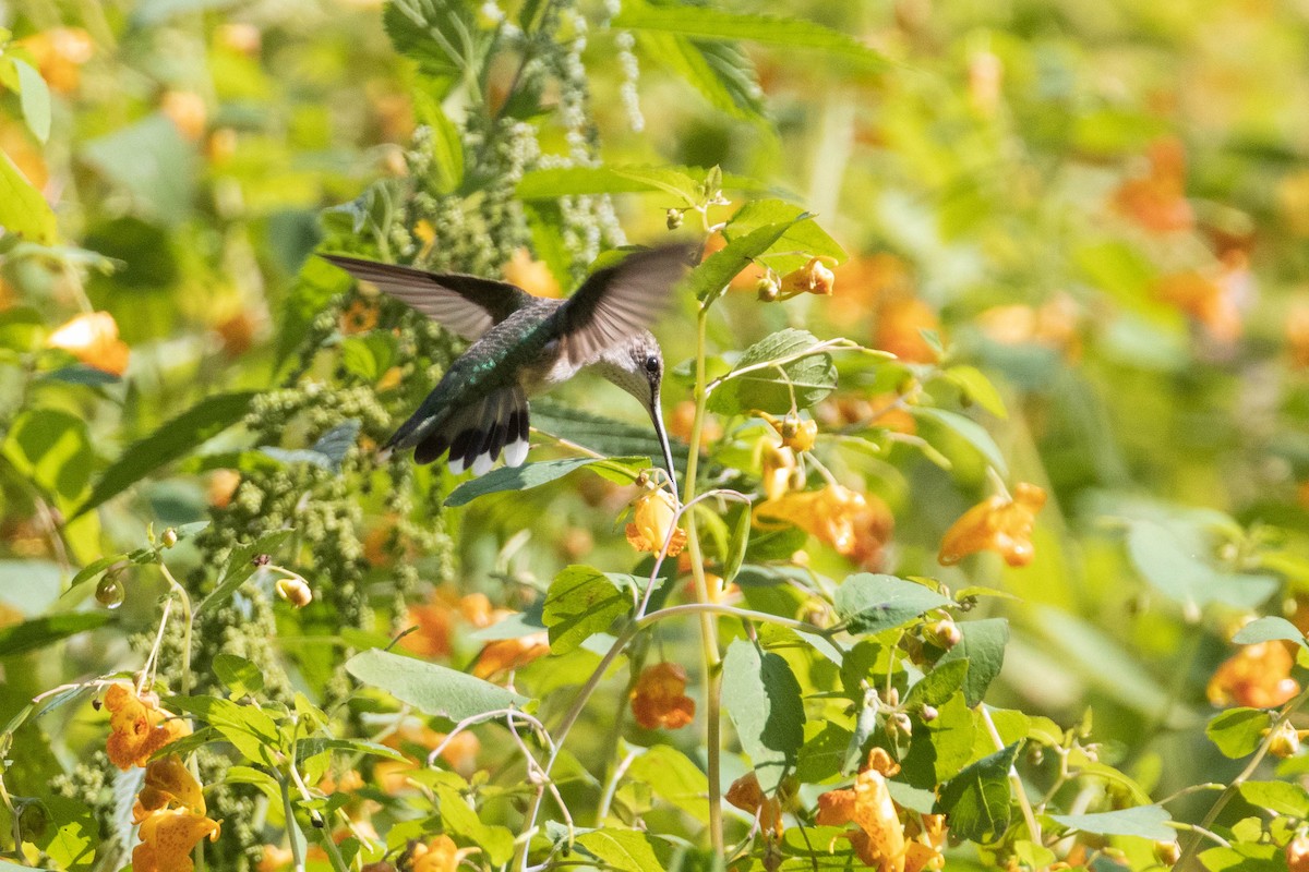 Ruby-throated Hummingbird - ML406076731