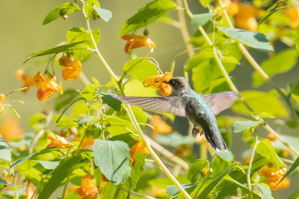 Ruby-throated Hummingbird - ML406076741