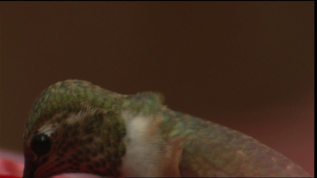 Rufous/Allen's Hummingbird - ML406077