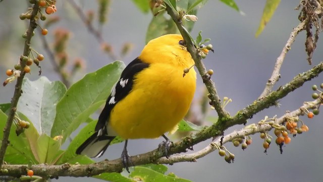 Golden Grosbeak - ML406077271