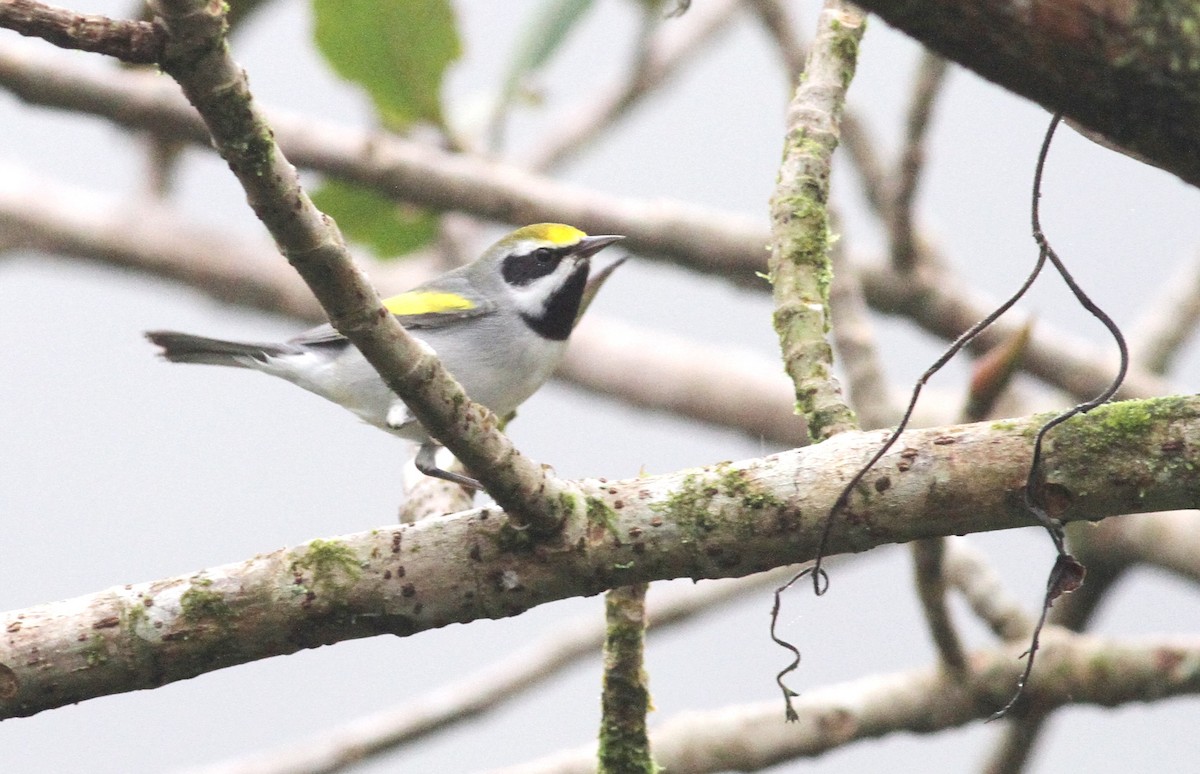 Golden-winged Warbler - Georges Duriaux