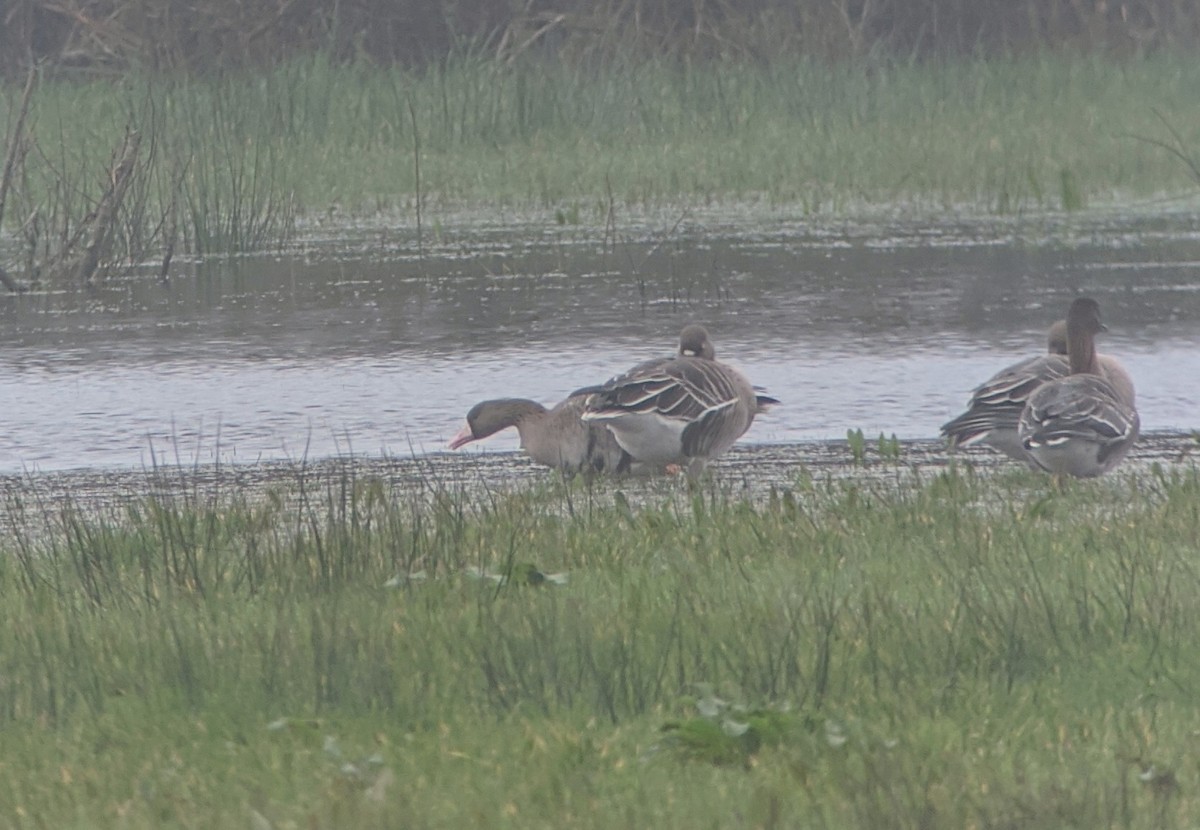 Greater White-fronted Goose (Eurasian) - ML406078411