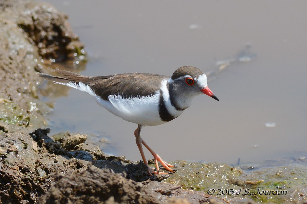Three-banded Plover - ML406078681