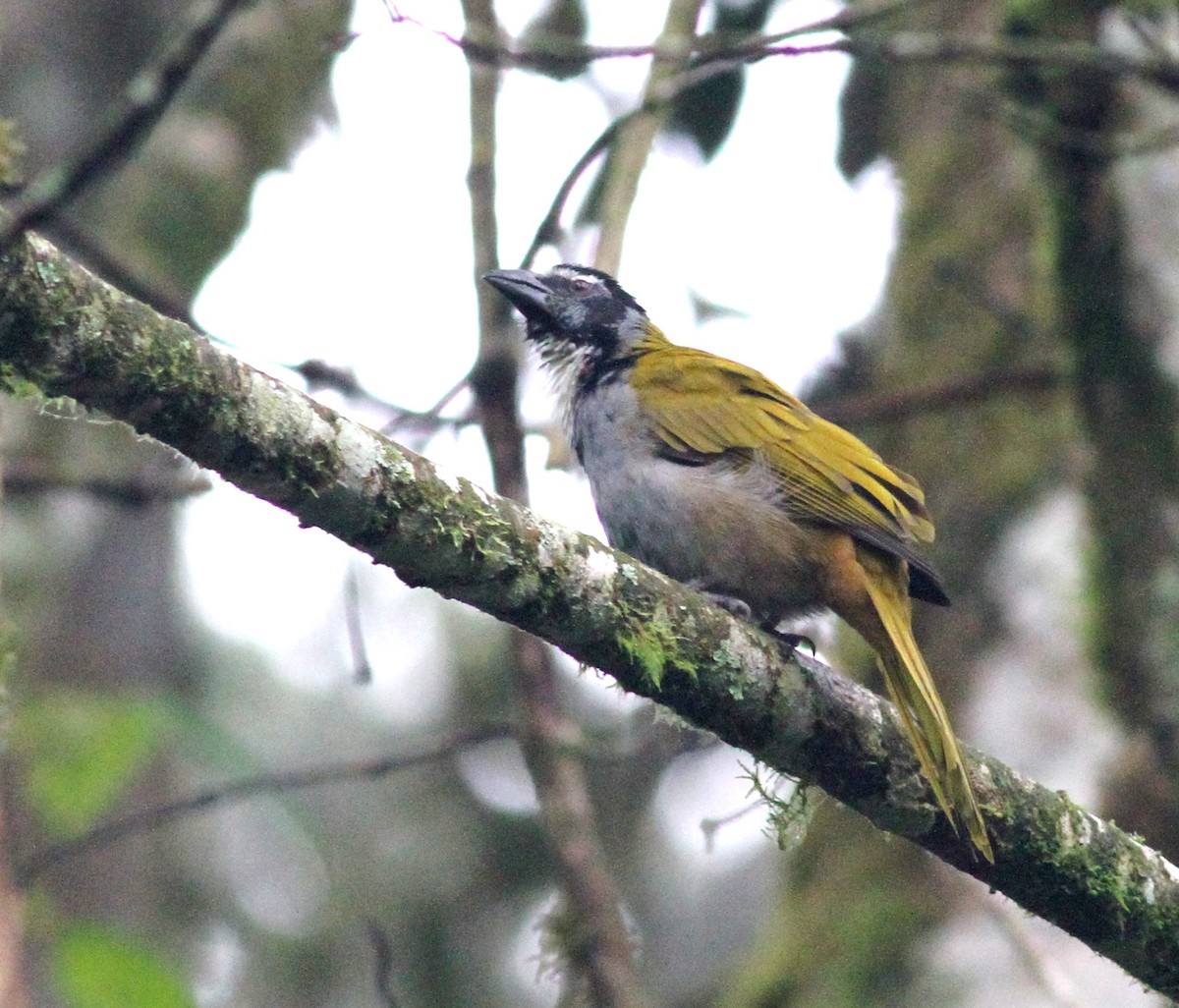 Black-headed Saltator - Georges Duriaux