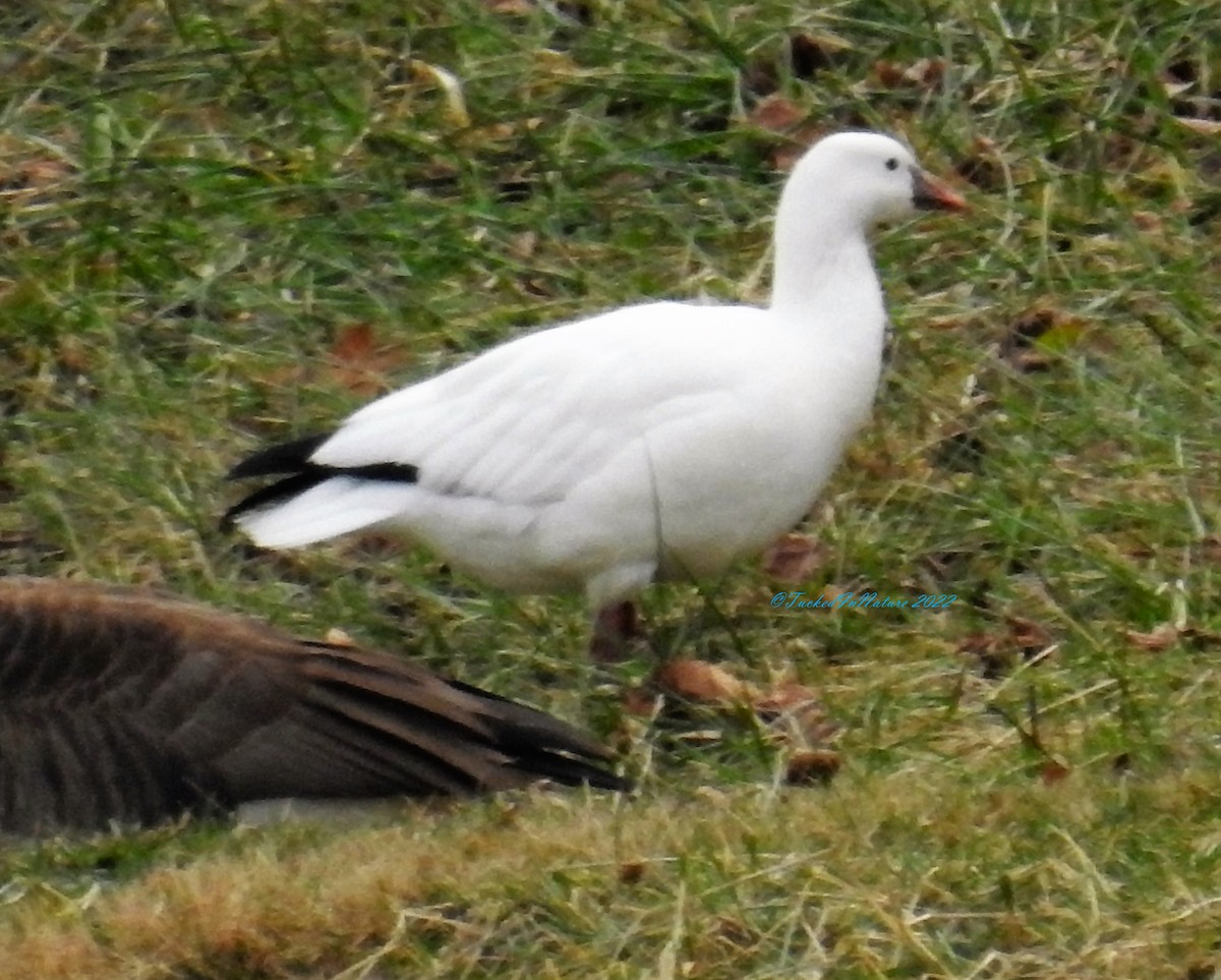 Ross's Goose - Paul Tuck