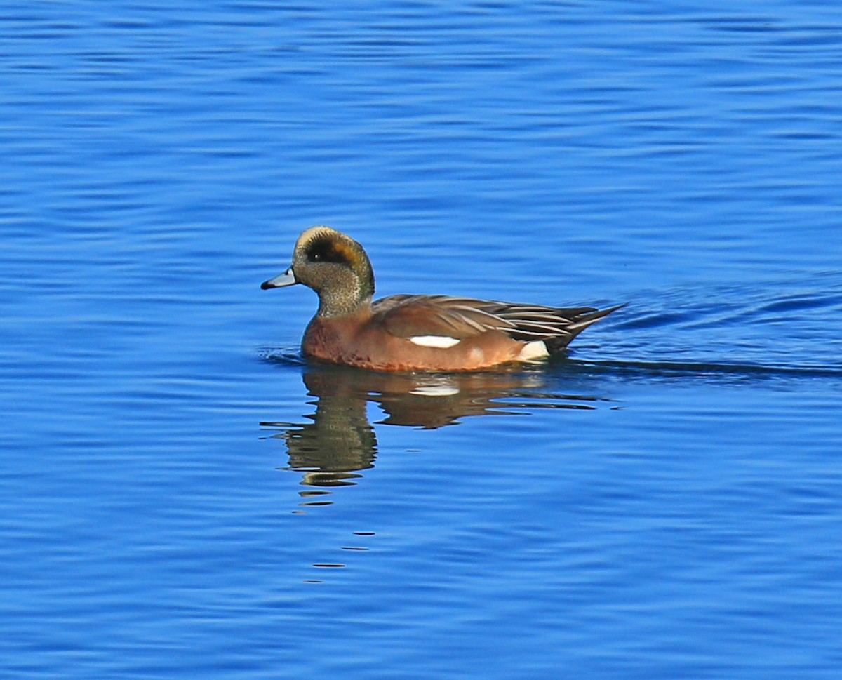 American Wigeon - Blair Bernson