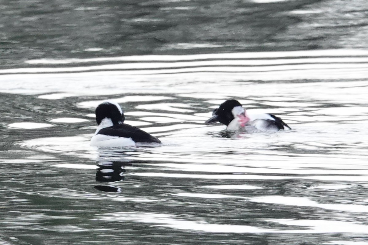 Bufflehead - ML406081361