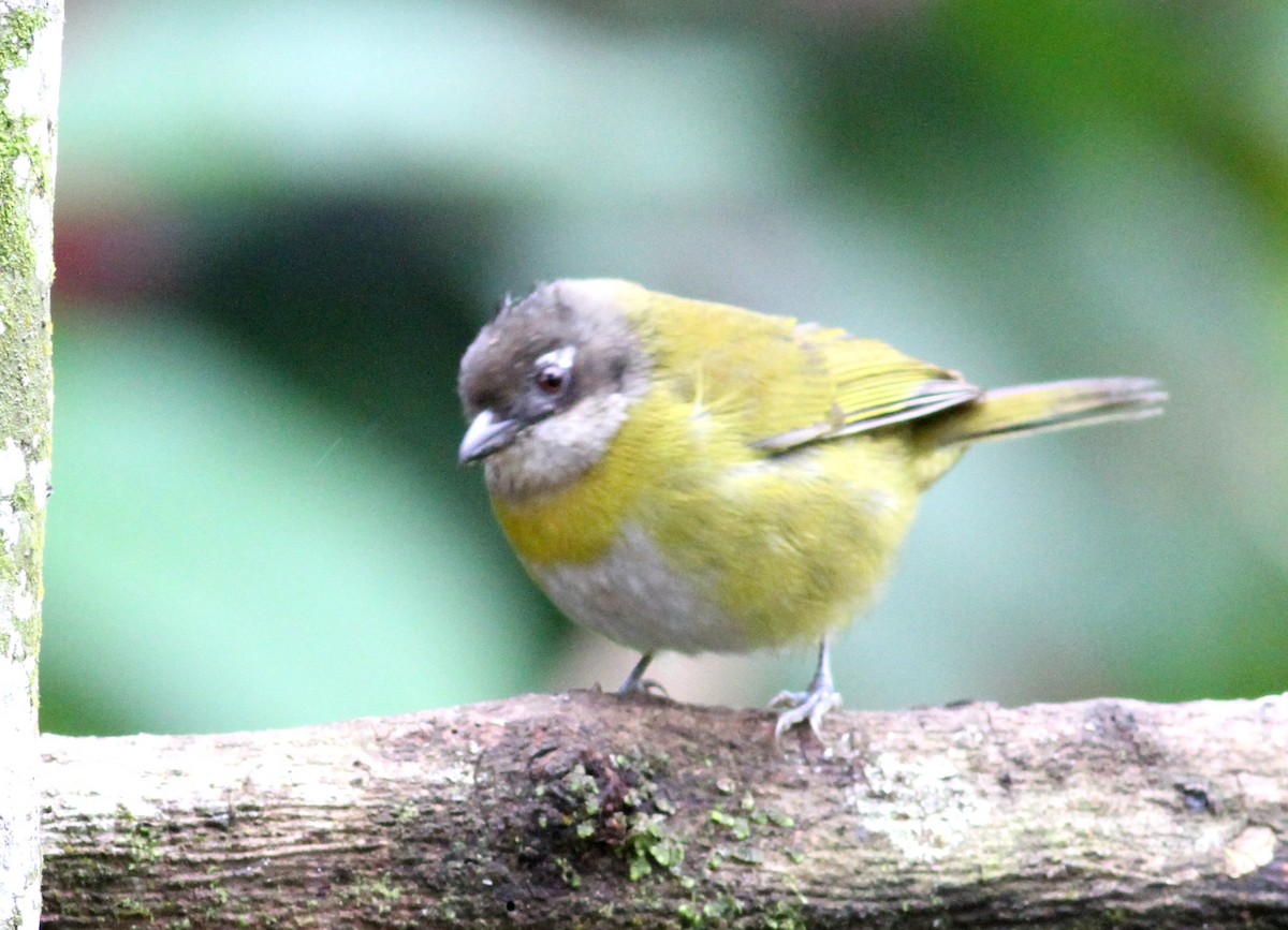 Common Chlorospingus - Georges Duriaux