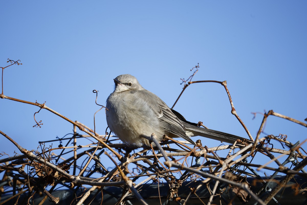 Northern Mockingbird - ML406081651