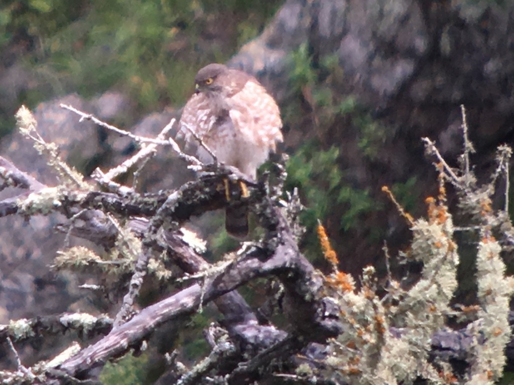 Sharp-shinned Hawk - ML406082041