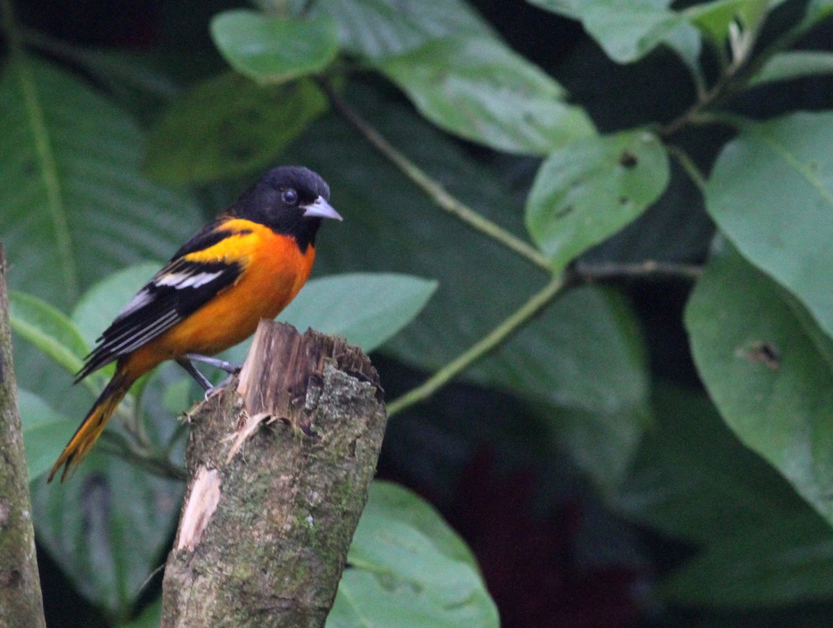 Baltimore Oriole - Georges Duriaux