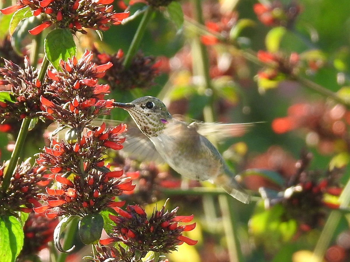 Calliope Hummingbird - Sandra Reed