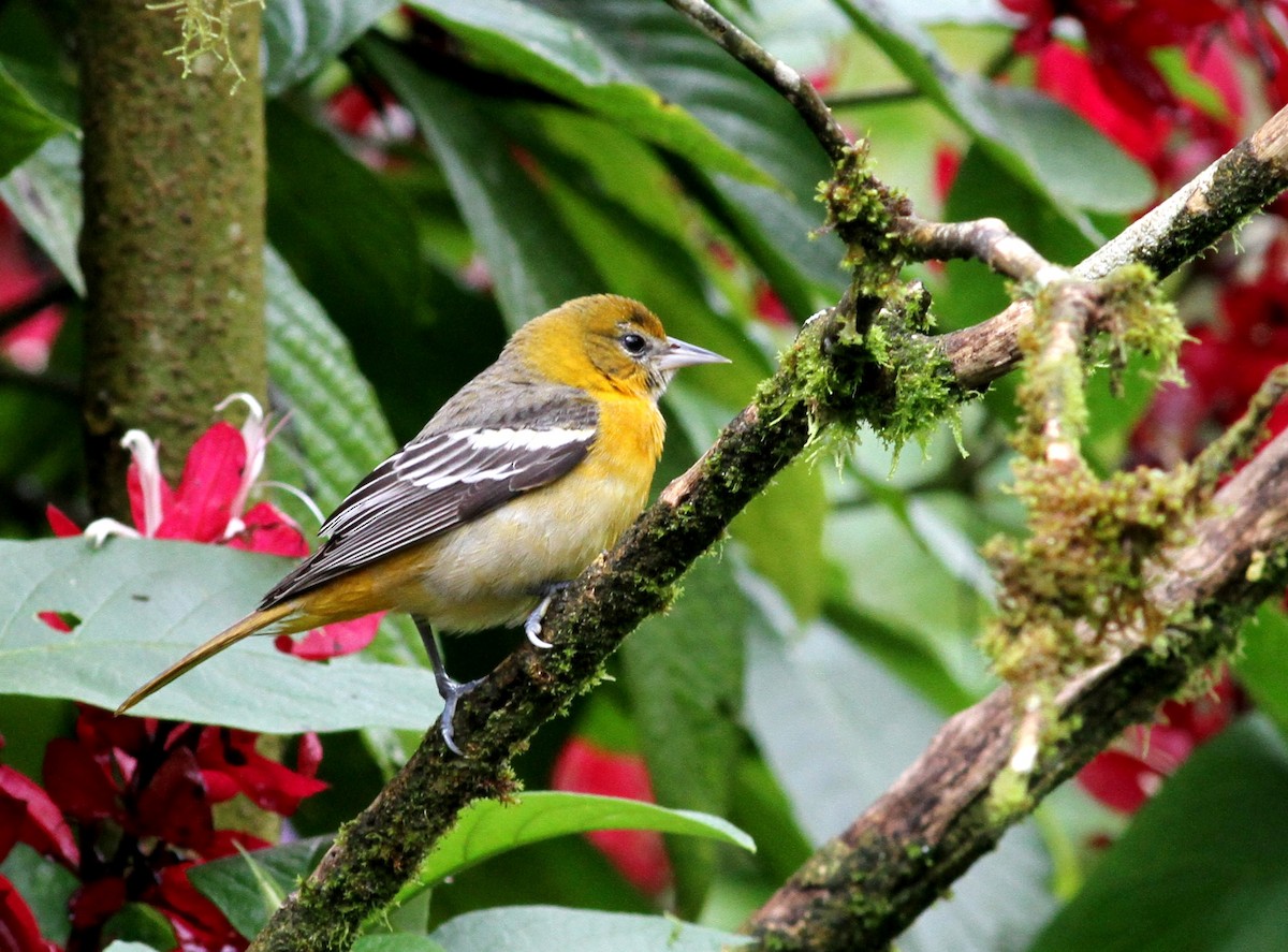 Baltimore Oriole - ML40608291