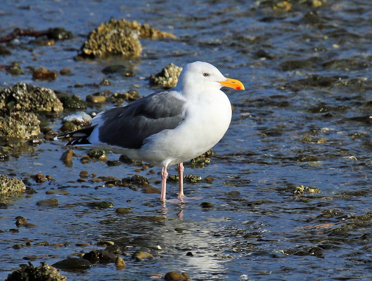 Goéland d'Audubon - ML40608351